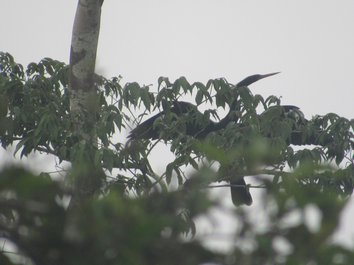 anhinga americká - ML156815001