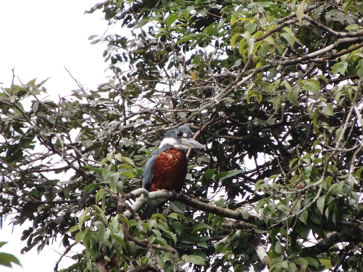 Ringed Kingfisher - Paola Delgado Sanchez