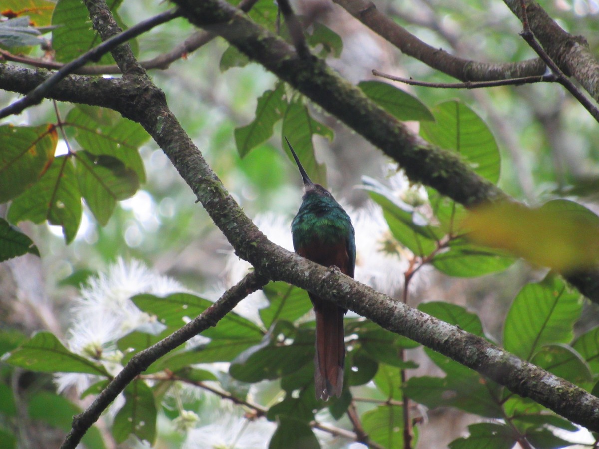 White-chinned Jacamar - Paola Delgado Sanchez