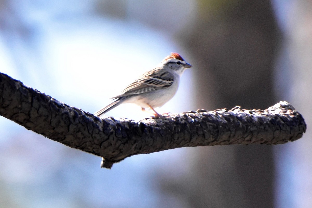 Chipping Sparrow - ML156817881