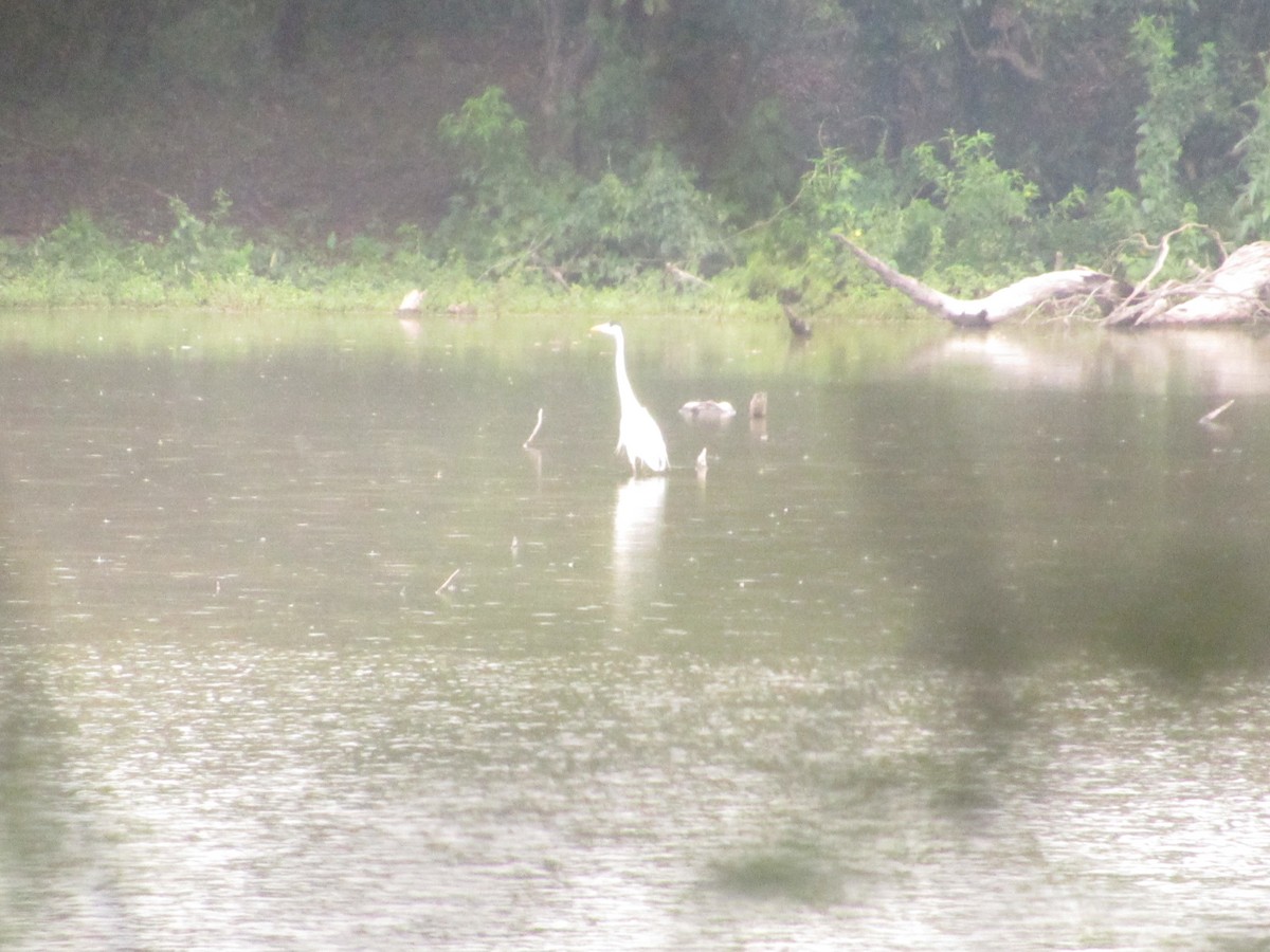 Great Egret - ML156818831