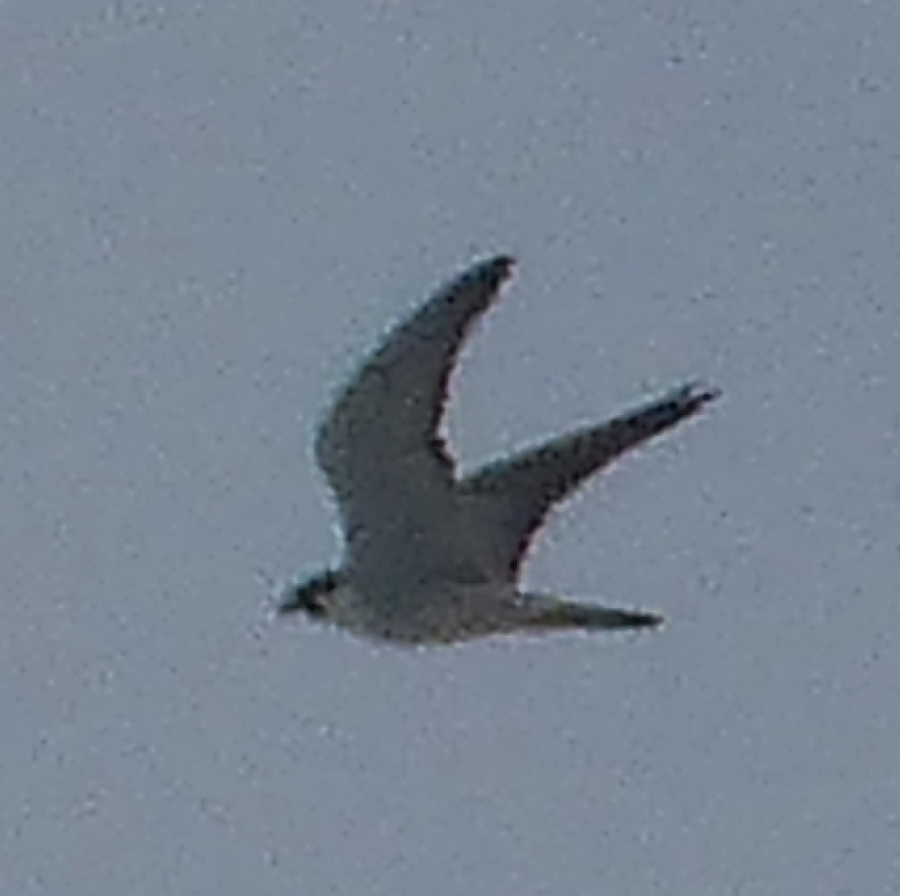 Peregrine Falcon - ML156819031