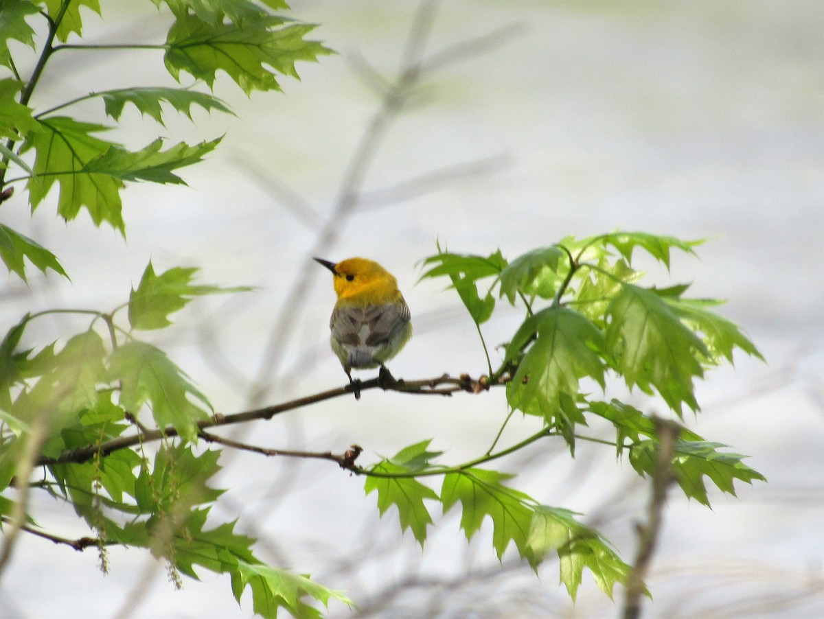 Prothonotary Warbler - ML156820401