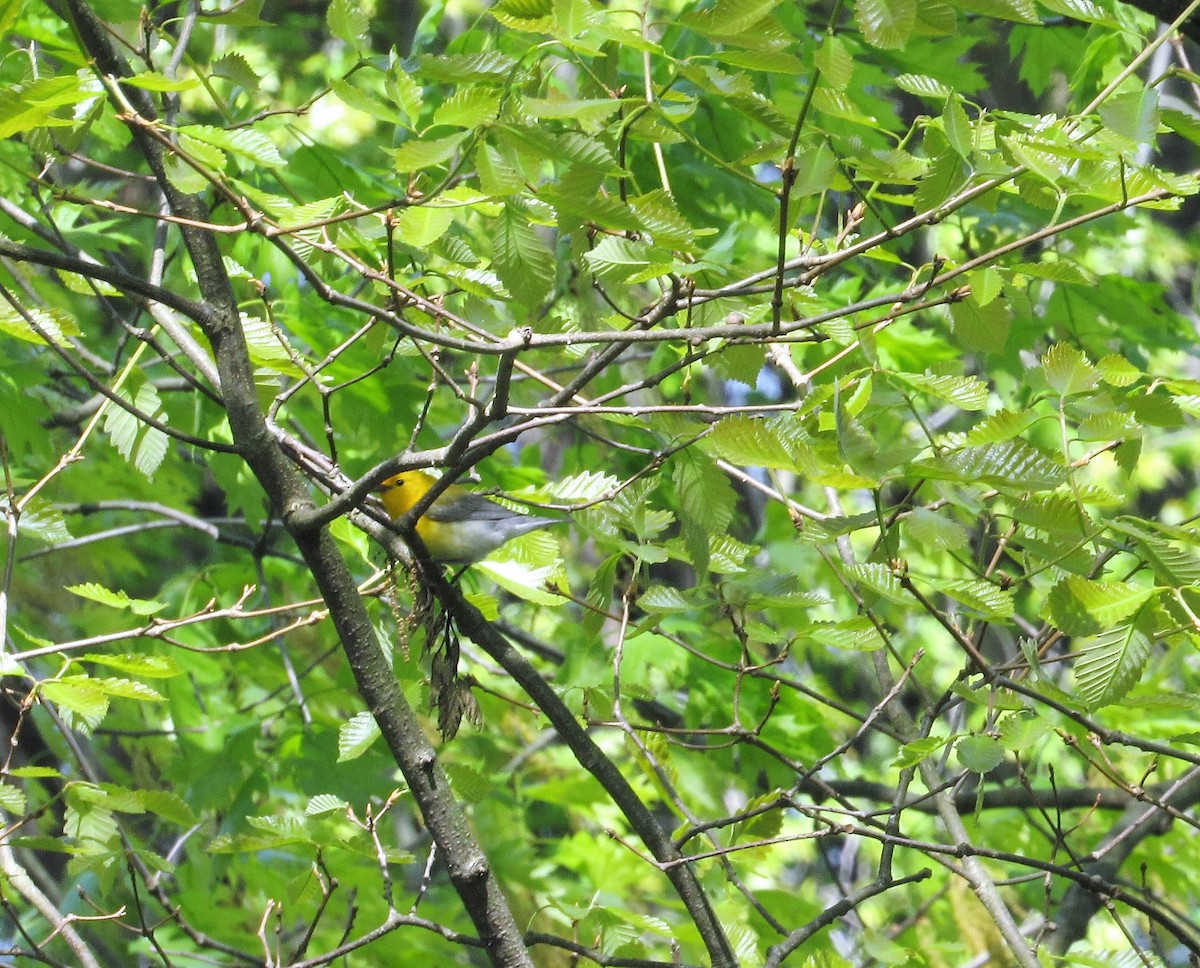 Prothonotary Warbler - ML156820731