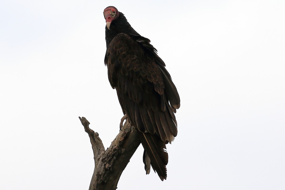 Turkey Vulture - ML156820751