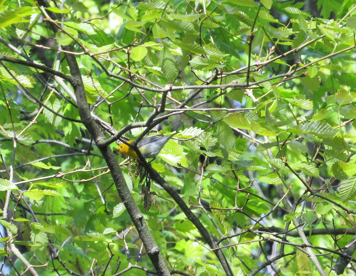 Prothonotary Warbler - ML156820961