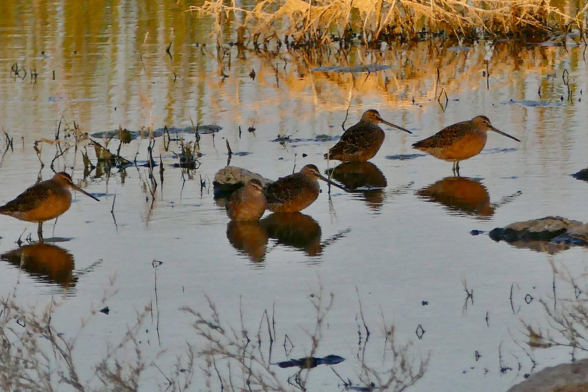 Long-billed Dowitcher - ML156821661