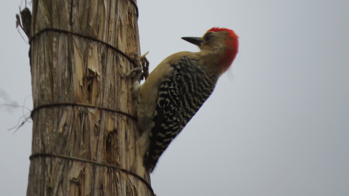 Pic à couronne rouge - ML156821931