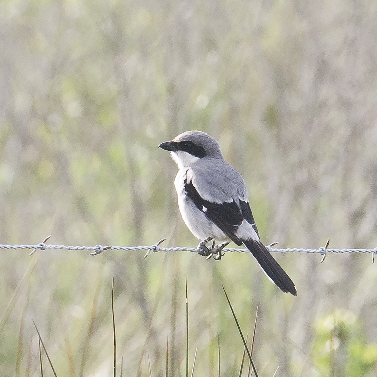 Pie-grièche migratrice - ML156822271