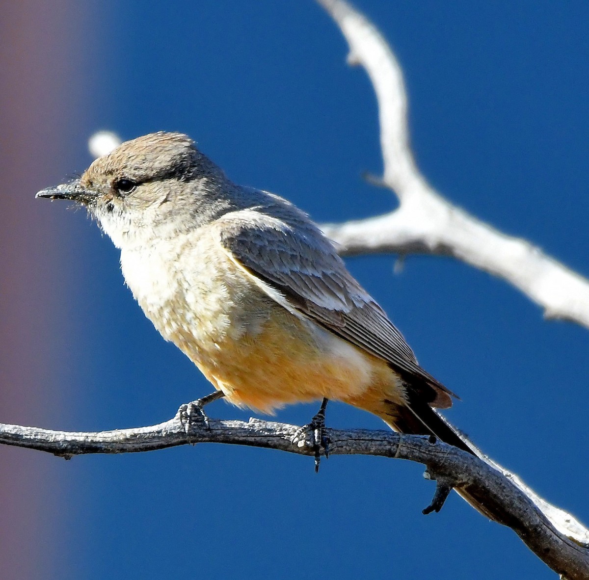 Say's Phoebe - Joseph Leahy