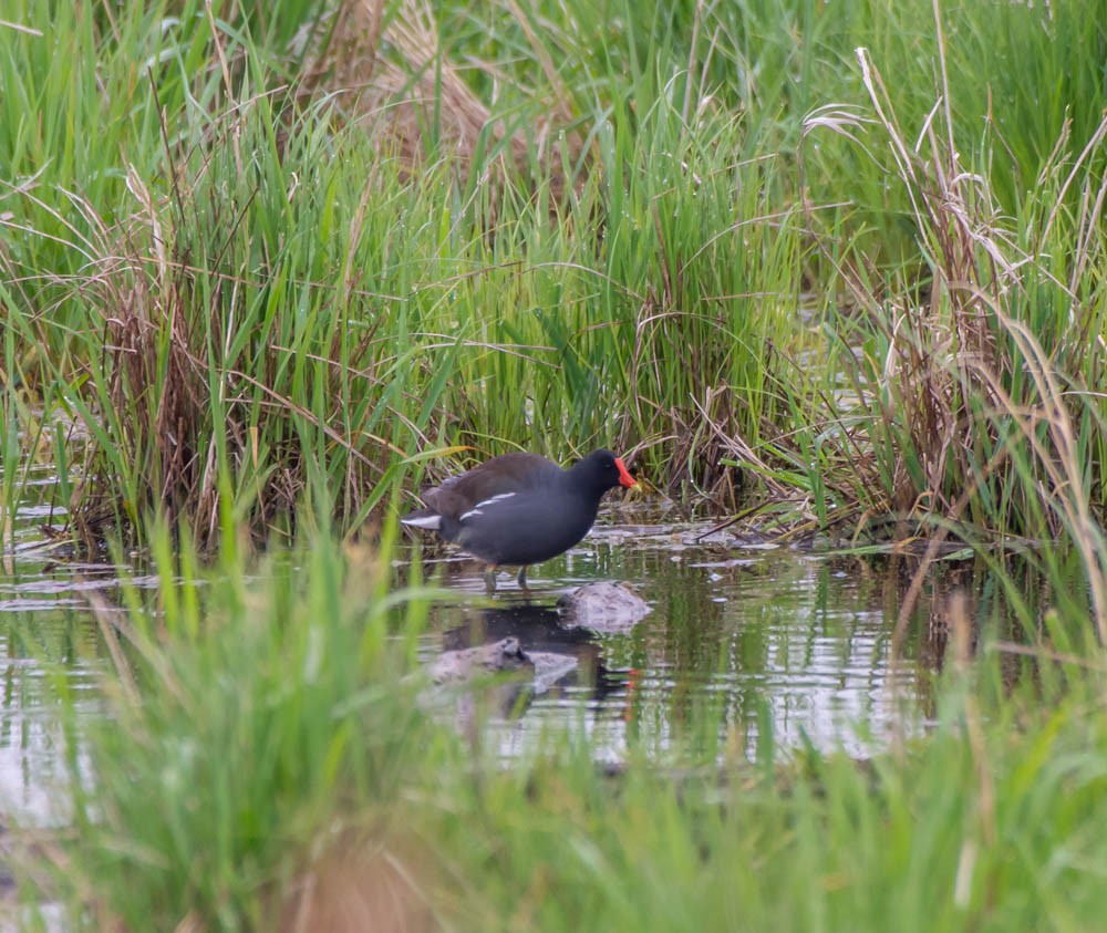 Amerikateichhuhn - ML156824191