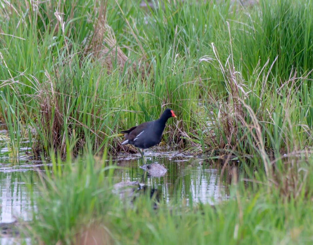 Amerikateichhuhn - ML156824231