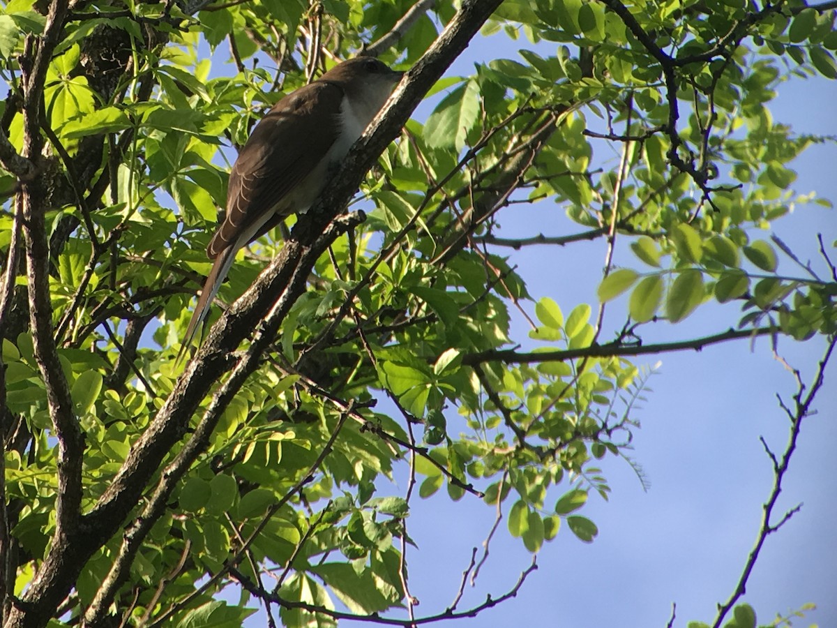 Black-billed Cuckoo - ML156824291