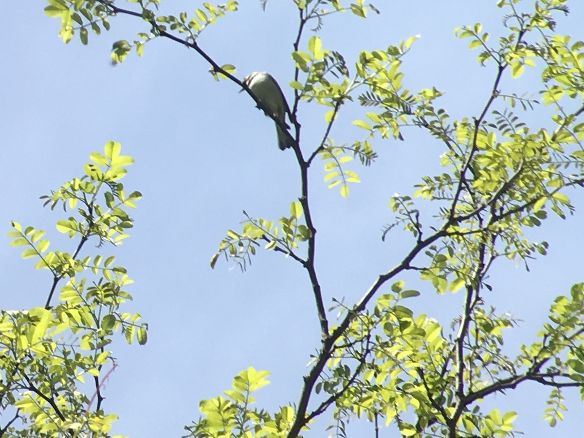 Golden-winged Warbler - ML156825641