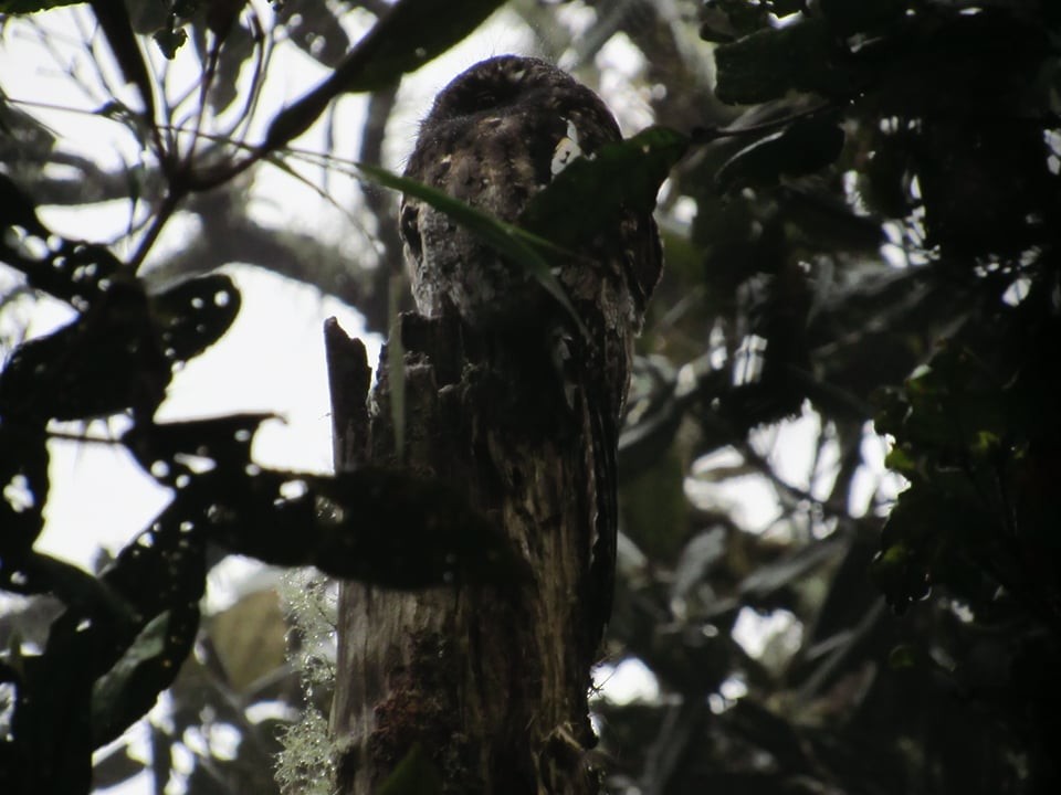 Andean Potoo - ML156826221
