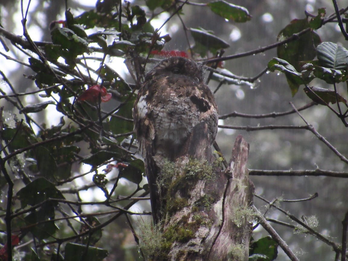 Andean Potoo - ML156826231
