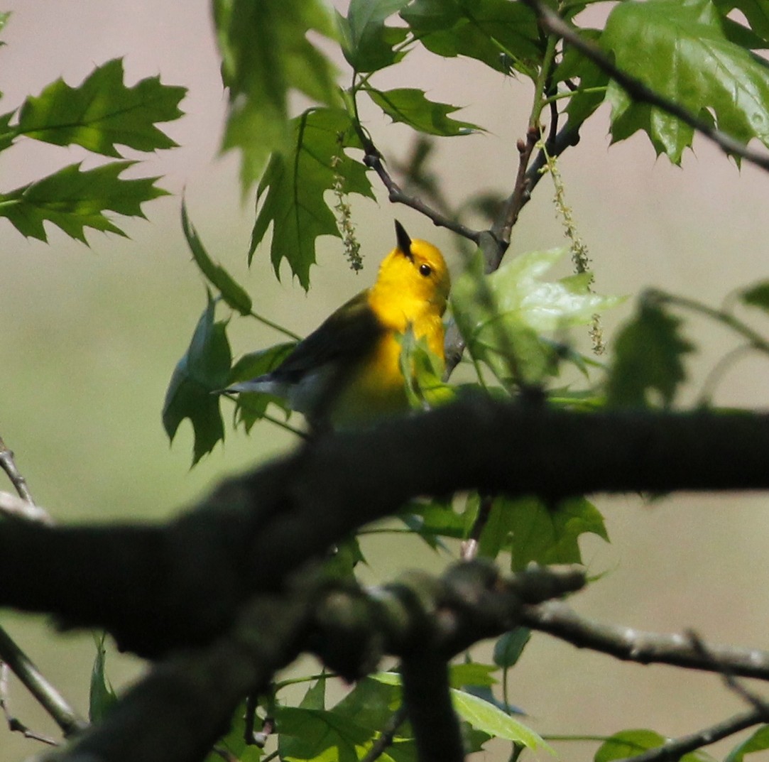 Prothonotary Warbler - ML156826241