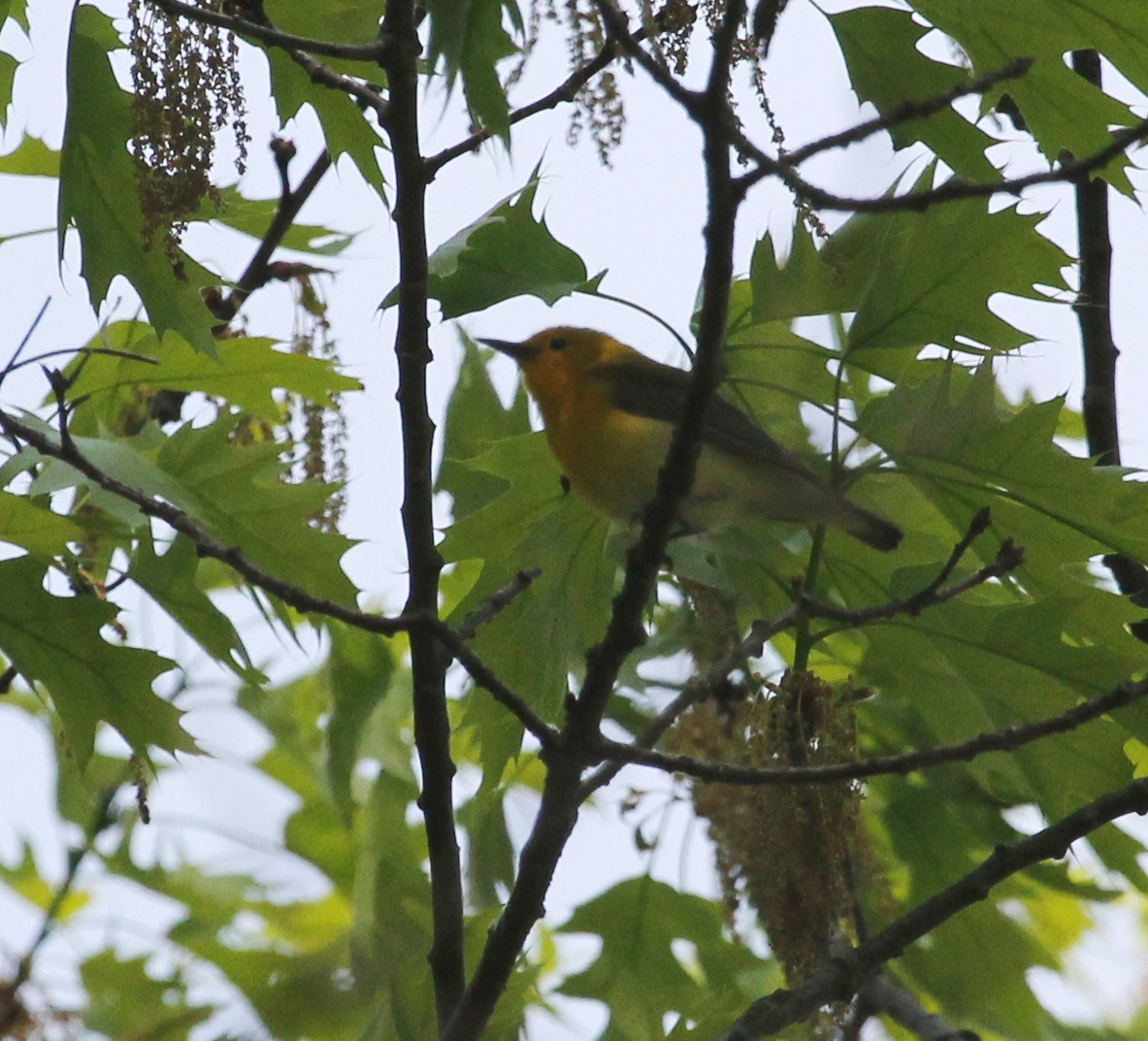 Prothonotary Warbler - ML156826251