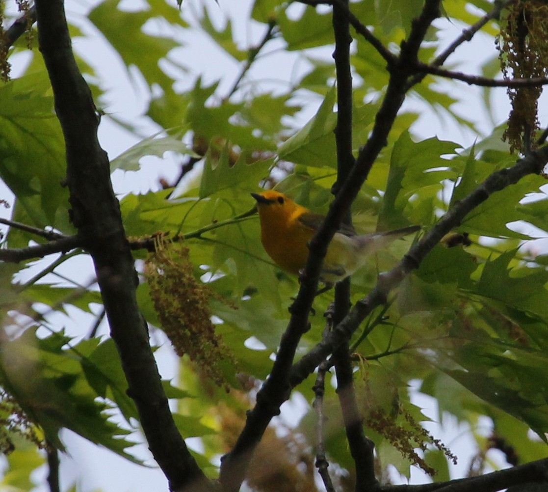 Prothonotary Warbler - ML156826651