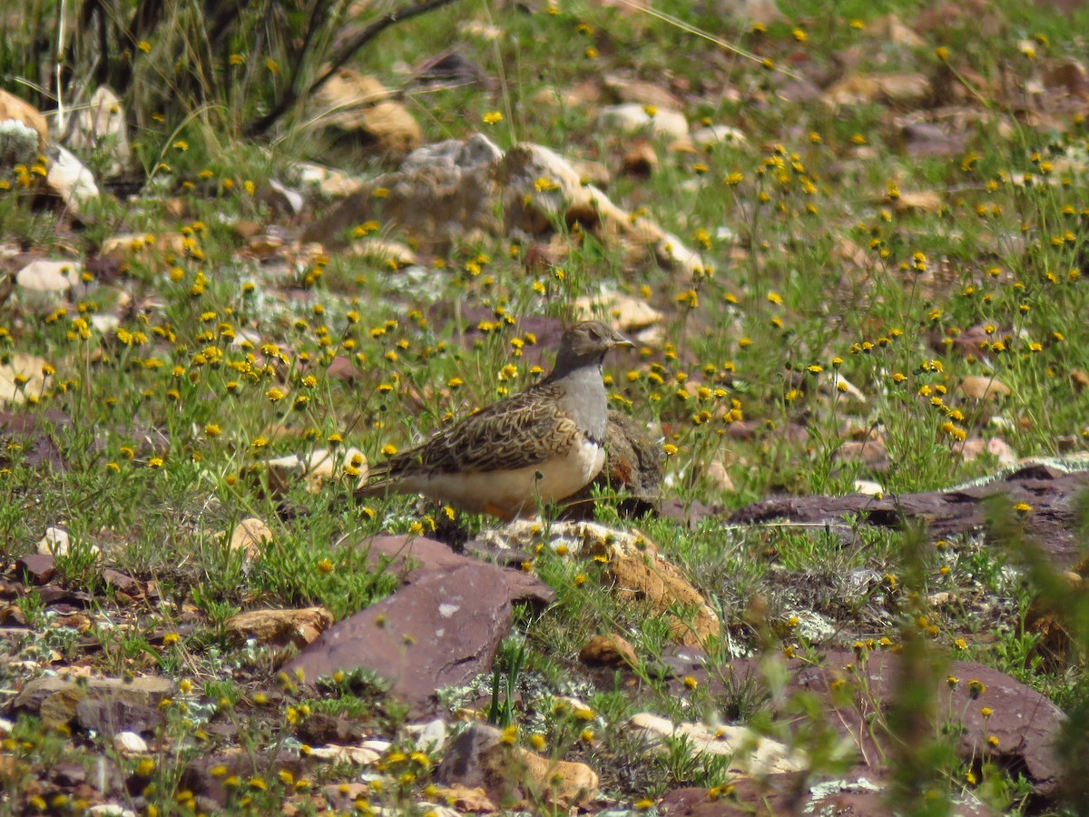 Graubrust-Höhenläufer - ML156826901