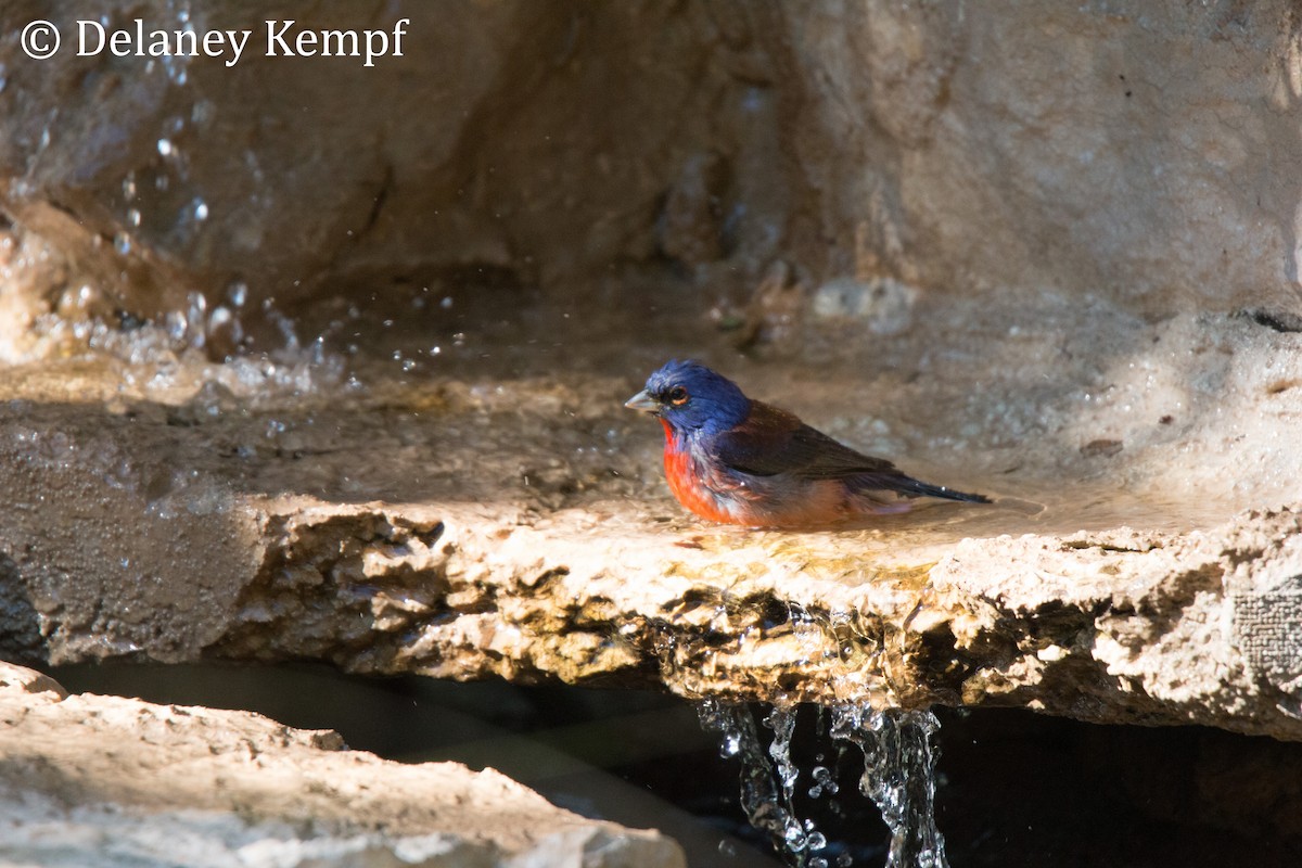 Varied x Painted Bunting (hybrid) - ML156827481