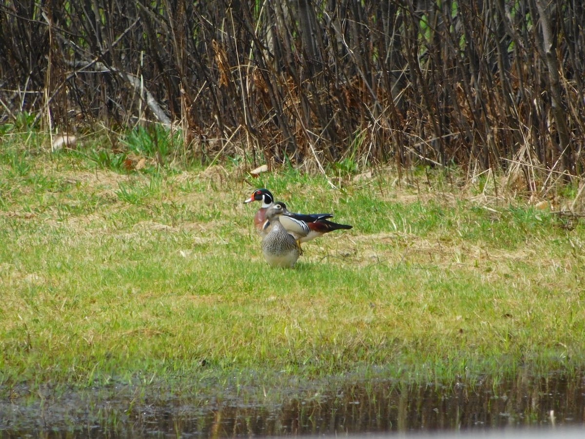Wood Duck - Lily Morrell