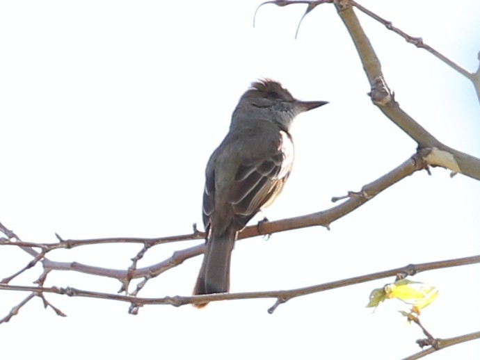 Dusky-capped Flycatcher - ML156829181