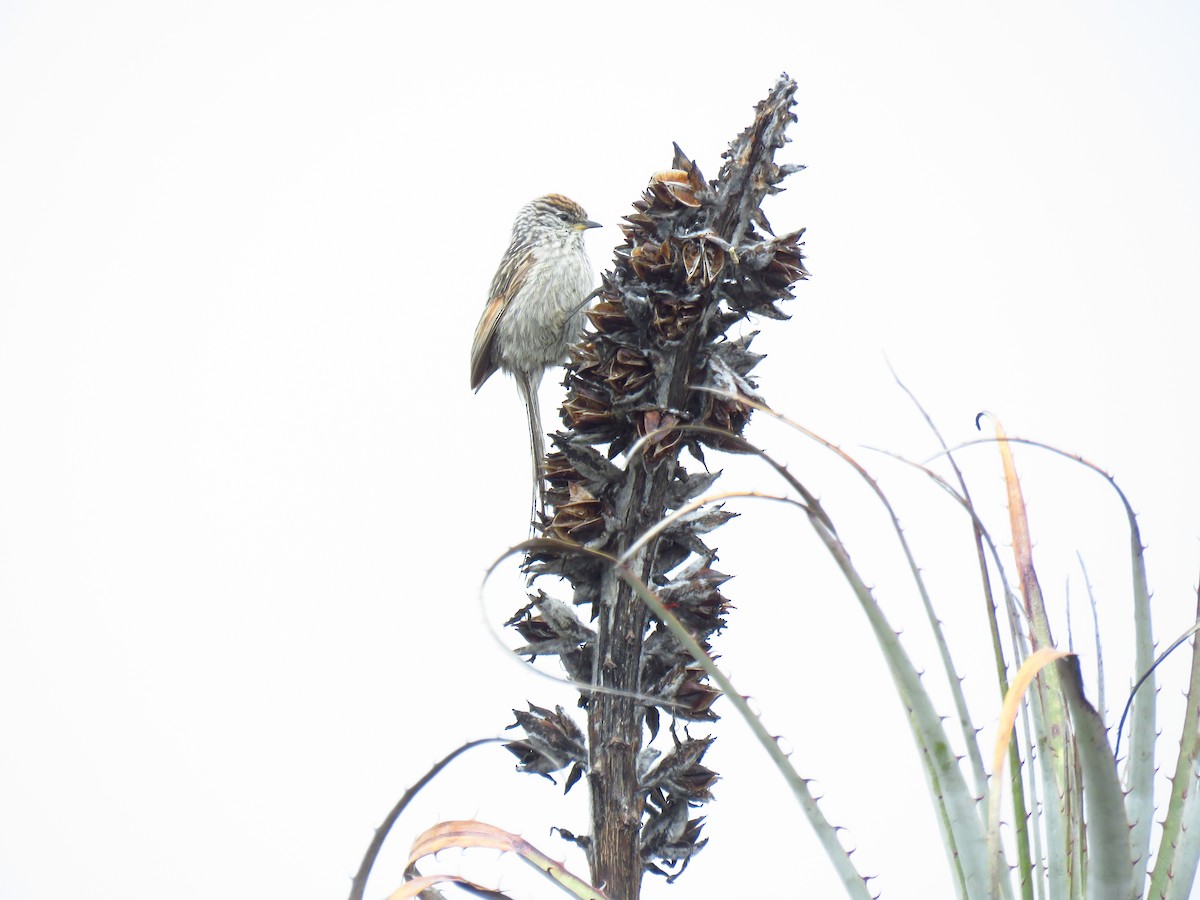 Rostspiegel-Meisenschlüpfer - ML156830061