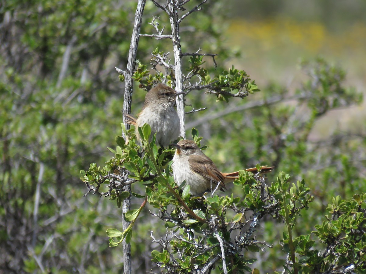 Grauwangencanastero - ML156830151