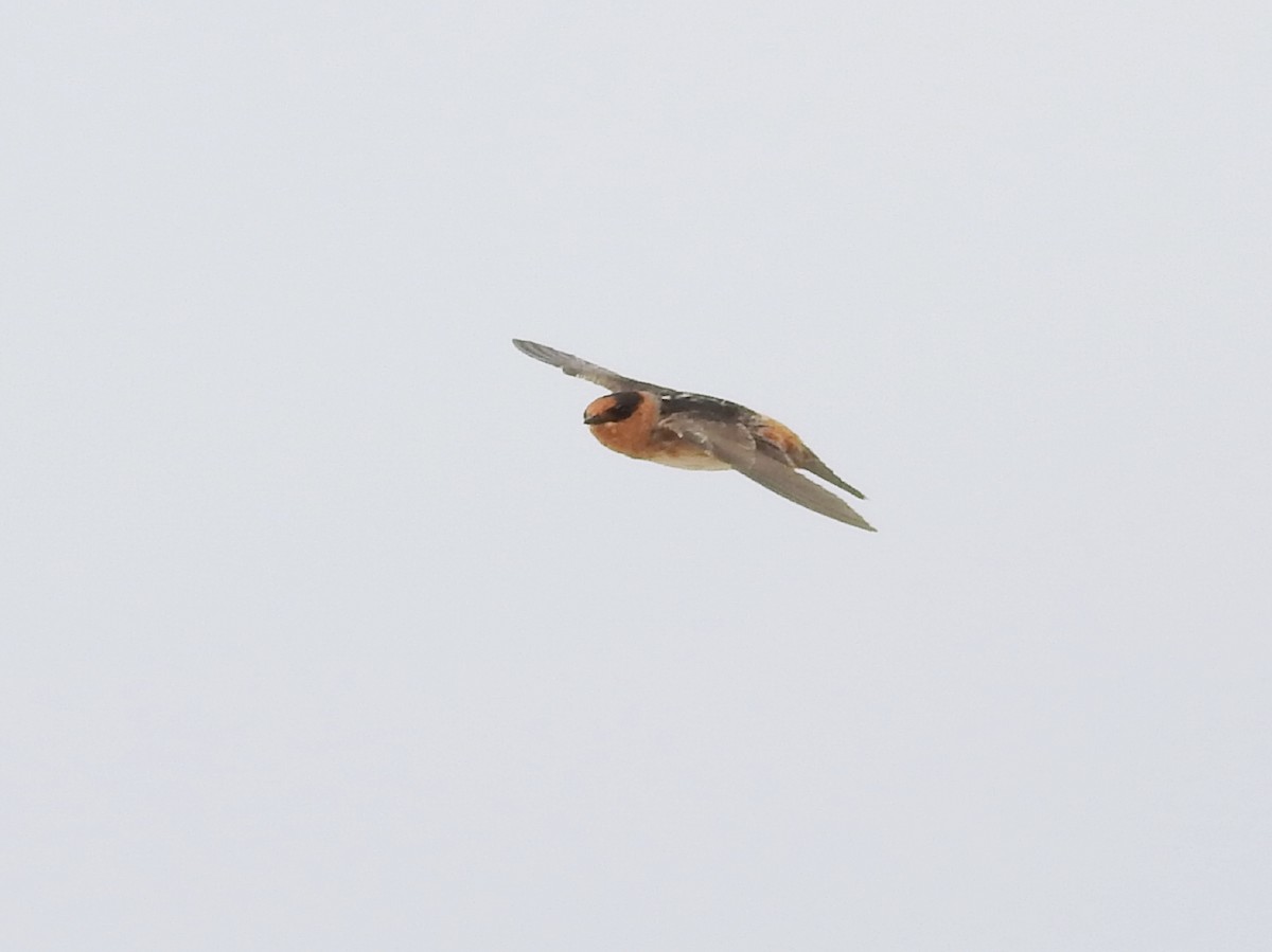 Cave Swallow (Texas) - Joel Gilb