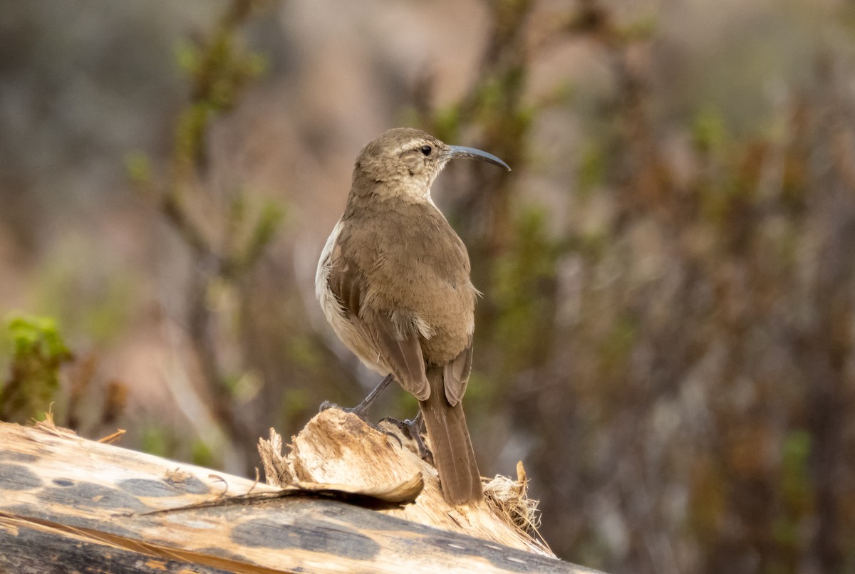 Langschnabel-Erdhacker - ML156832531