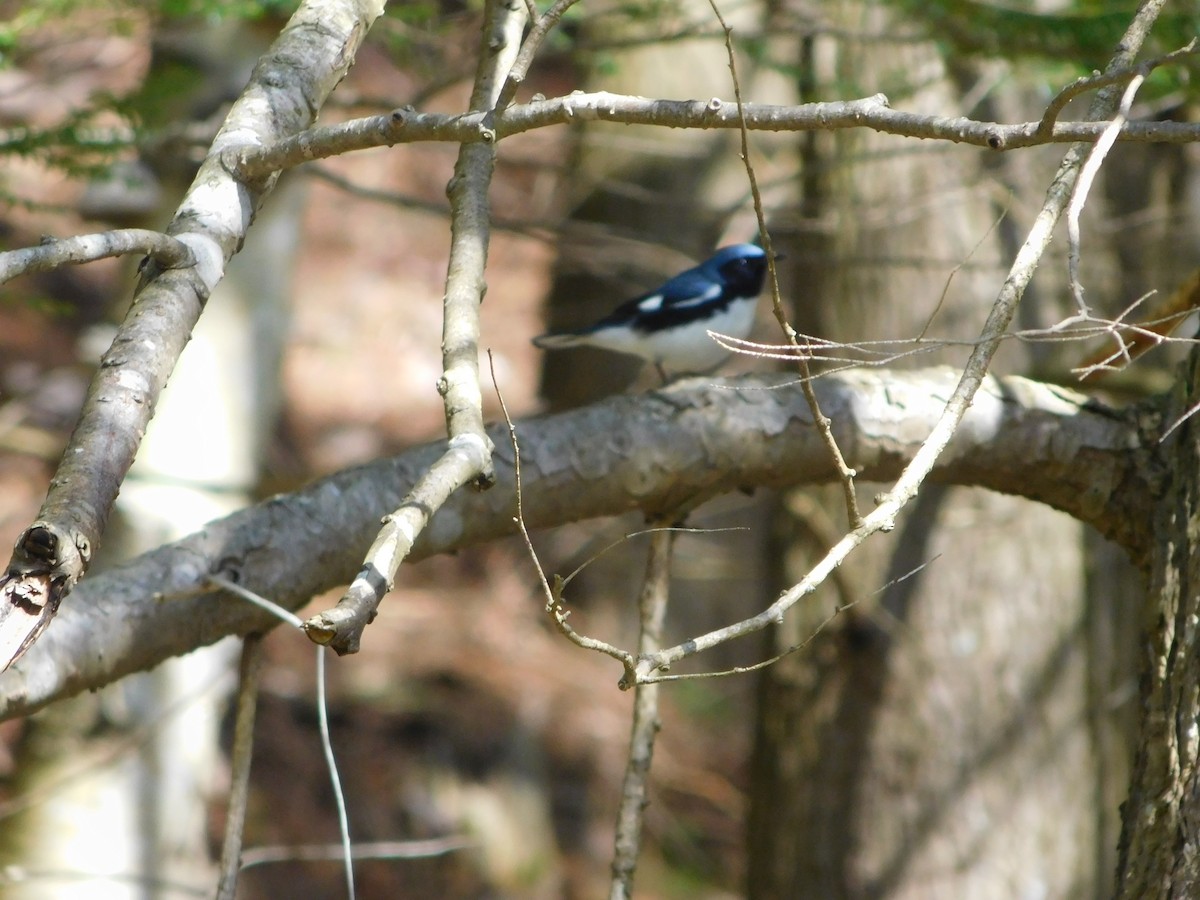 Black-throated Blue Warbler - ML156832601