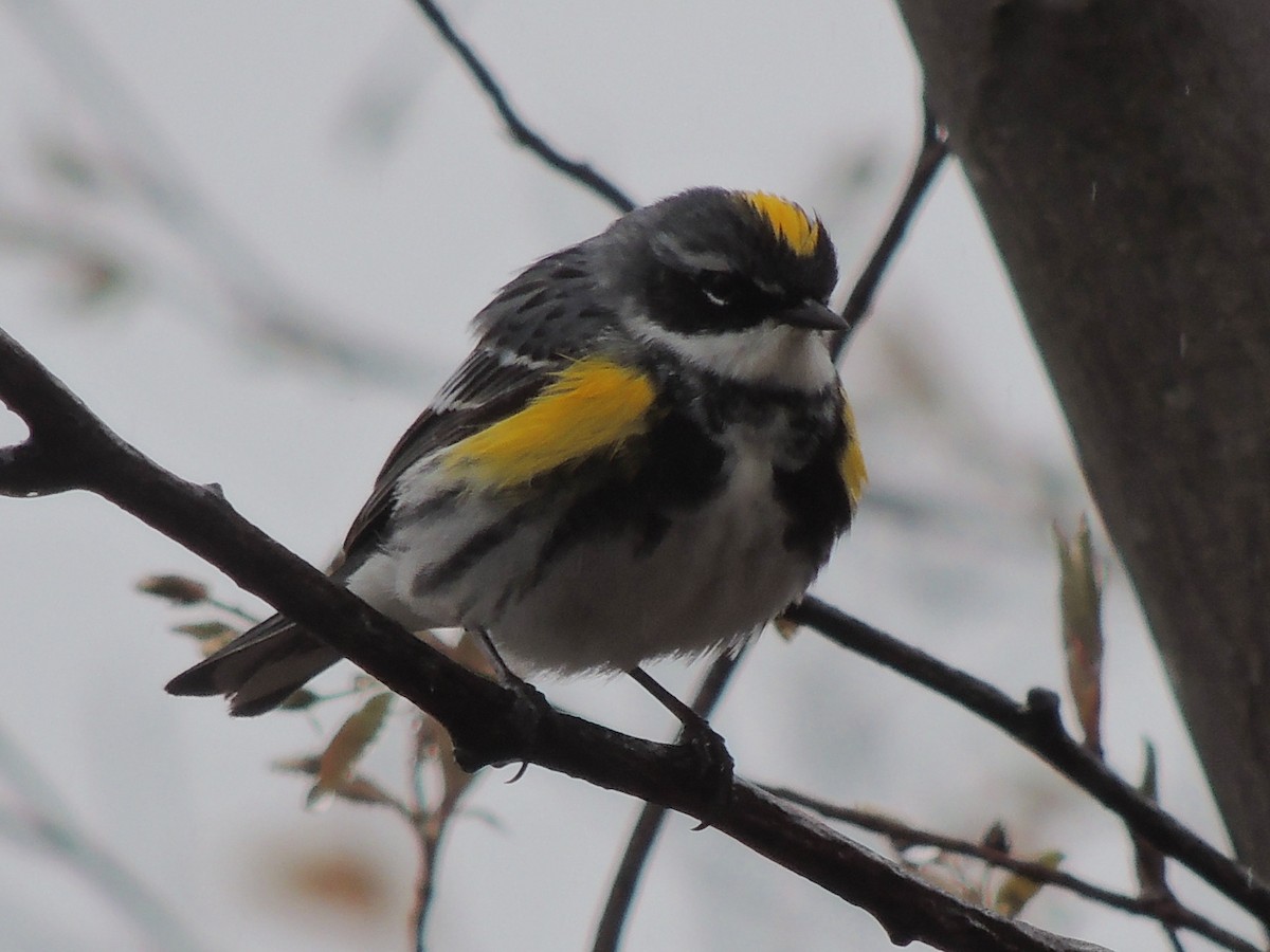 Yellow-rumped Warbler - ML156832701