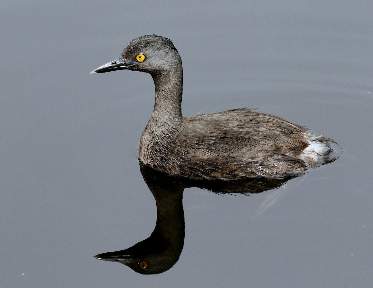 Least Grebe - ML156833321