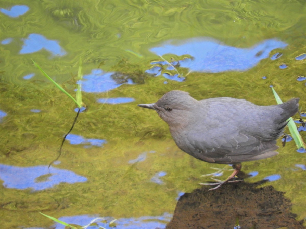 American Dipper - ML156834791