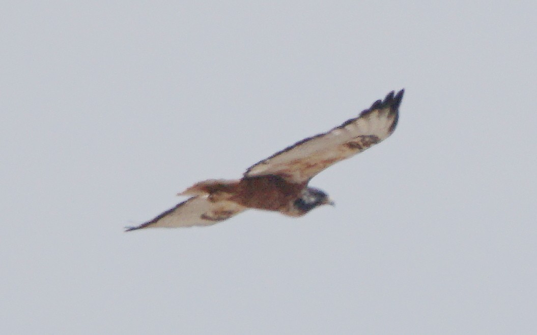 Augur Buzzard (Archer's) - ML156835141