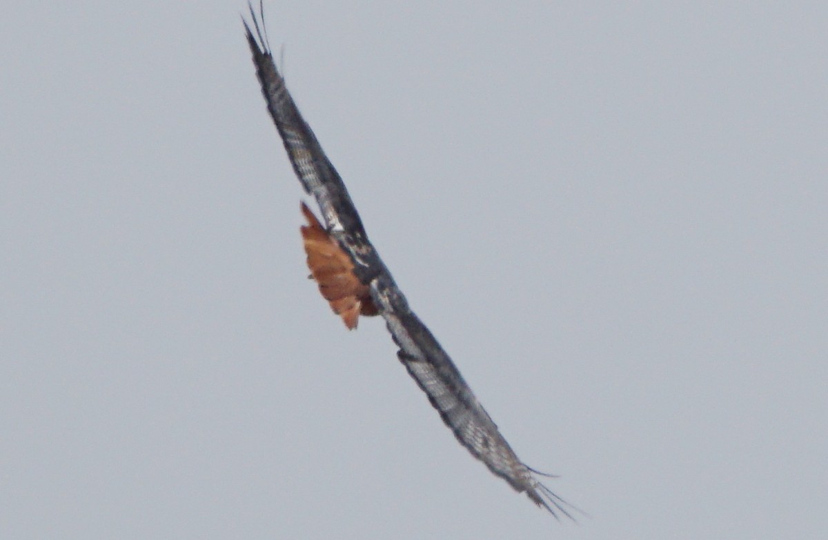 Augur Buzzard (Archer's) - ML156835151