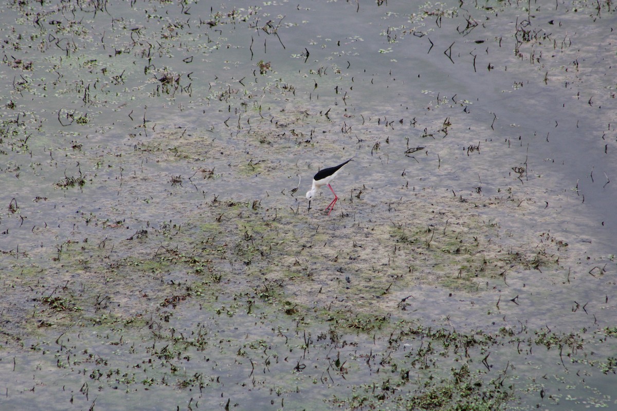 Black-winged Stilt - ML156835621