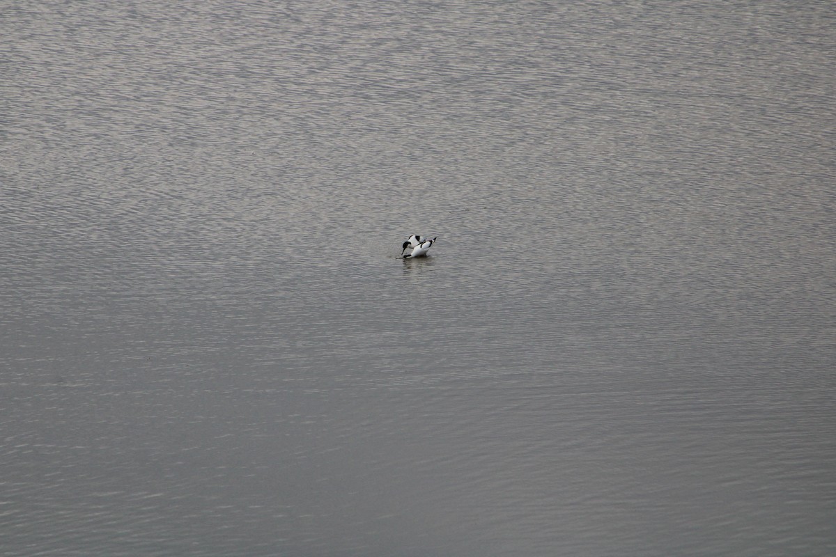 Pied Avocet - ML156835831