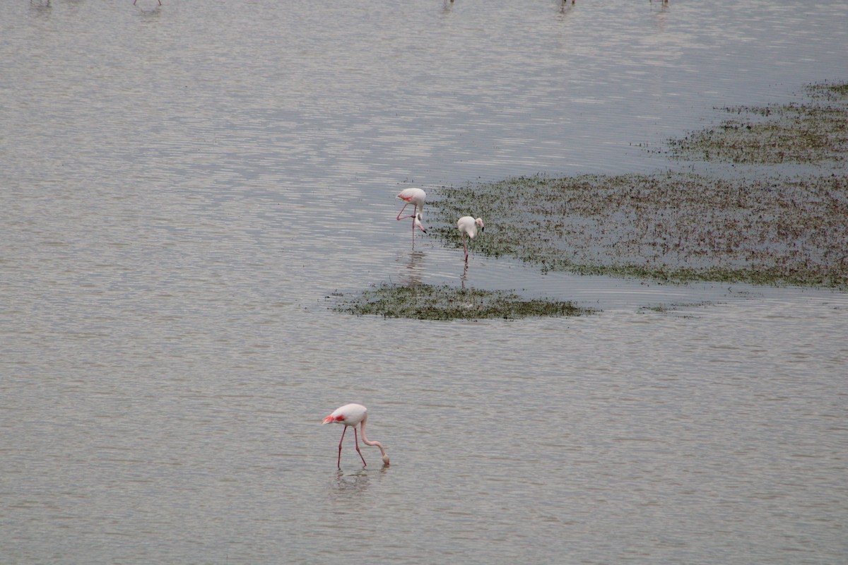 Greater Flamingo - ML156836501