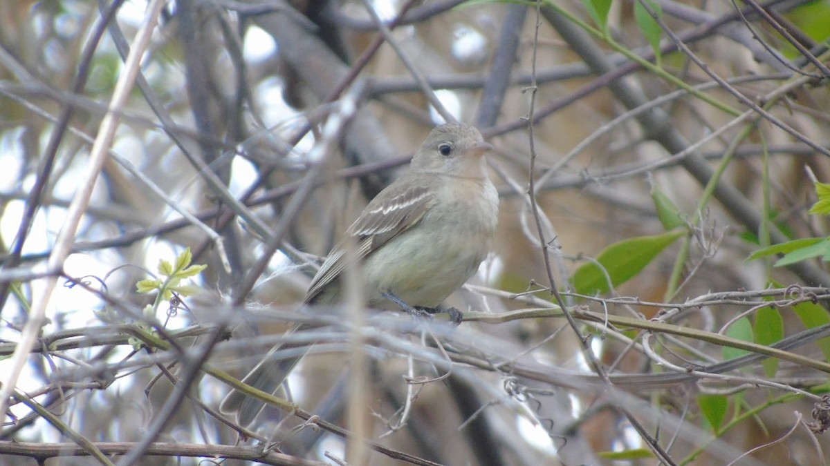 Northern Mouse-colored Tyrannulet - ML156838661