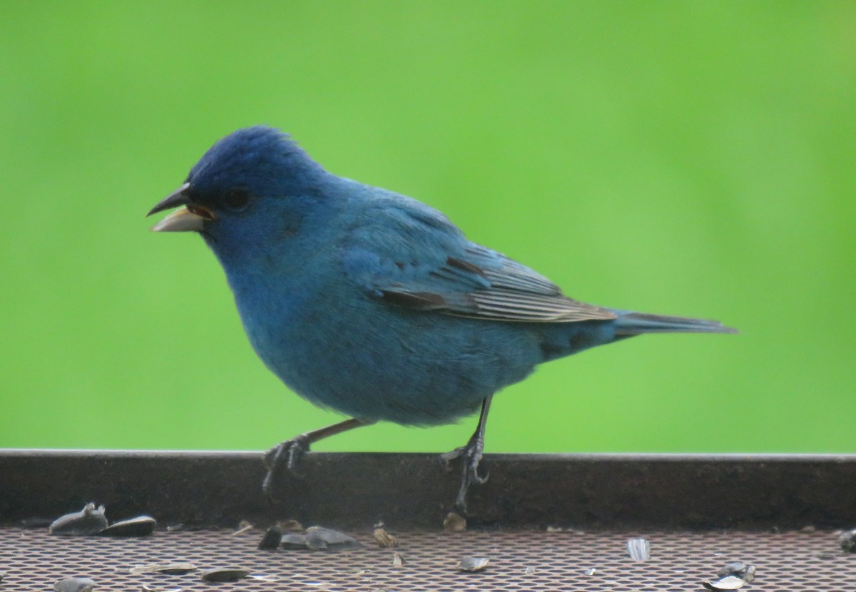 Indigo Bunting - Lydia Scheeren