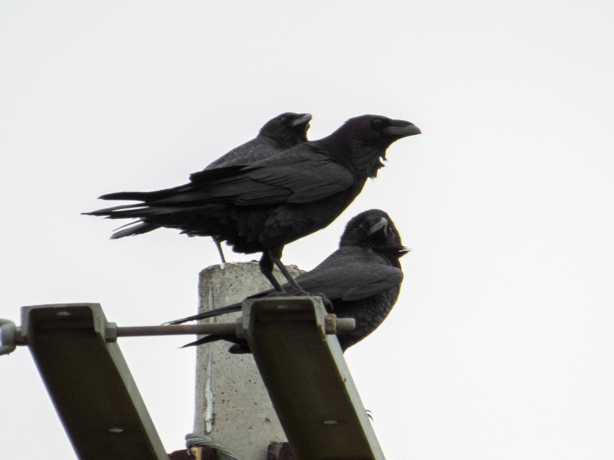 Chihuahuan Raven - ML156840491