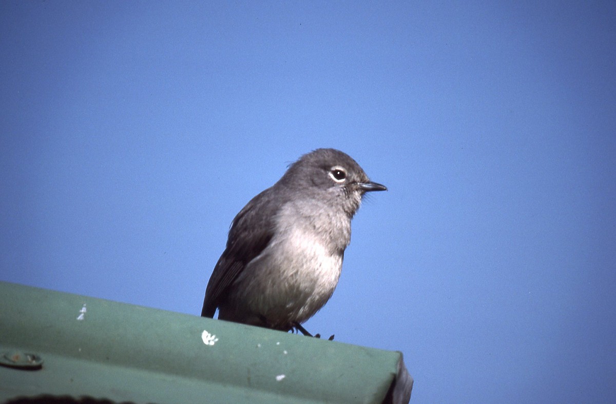 Gözlüklü Drongo Sinekkapanı - ML156841551