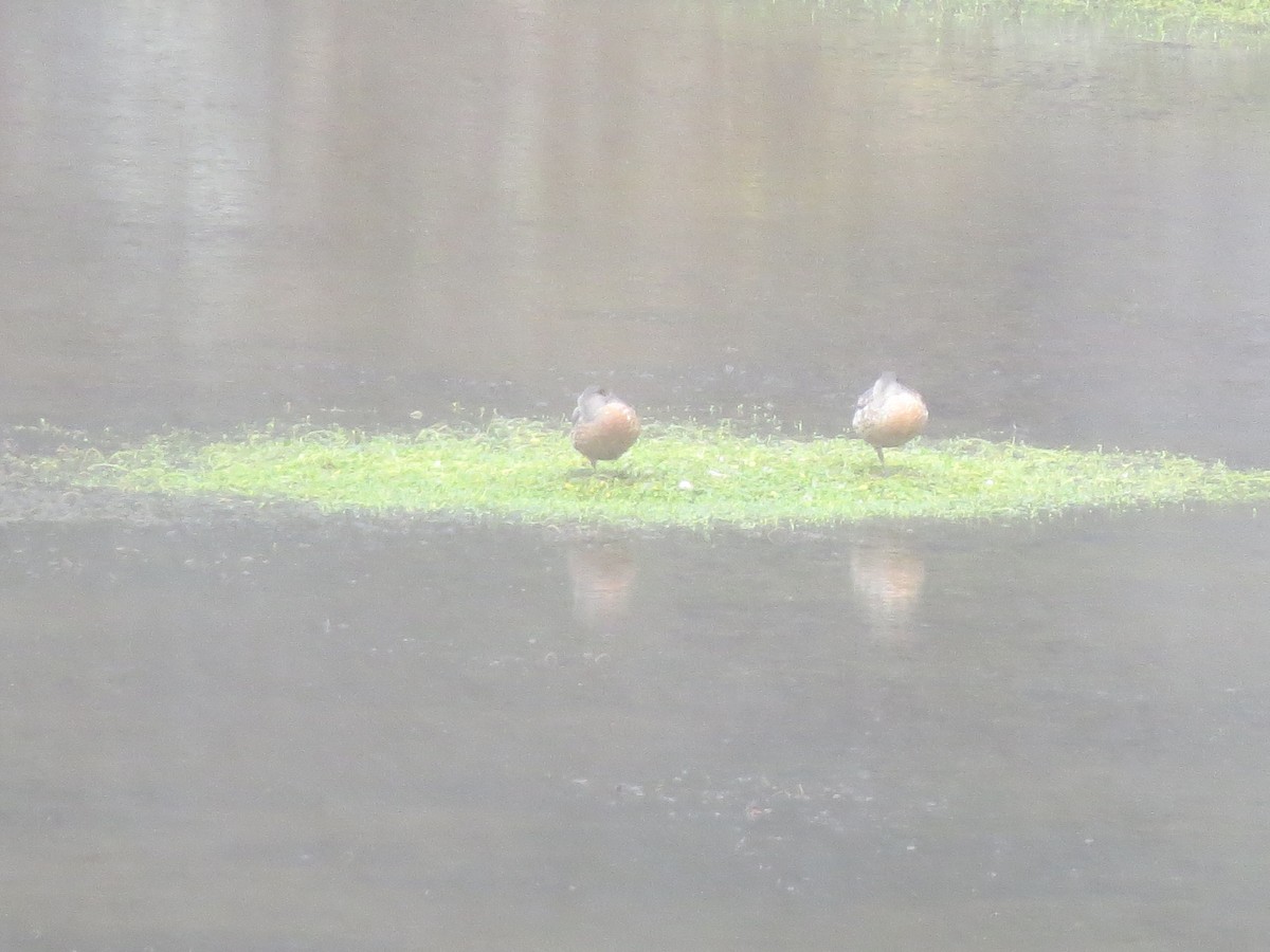 Crested Duck - Río Abiseo