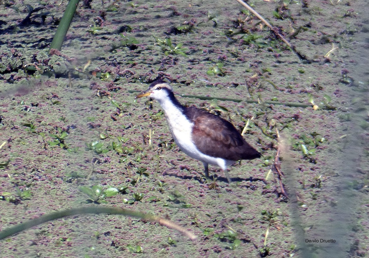 Wattled Jacana - ML156844111