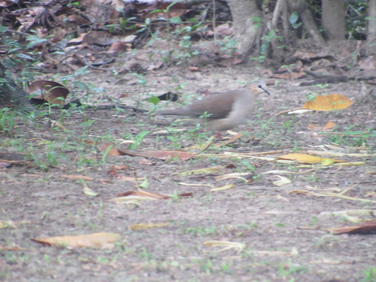 Colombe à front gris - ML156845291