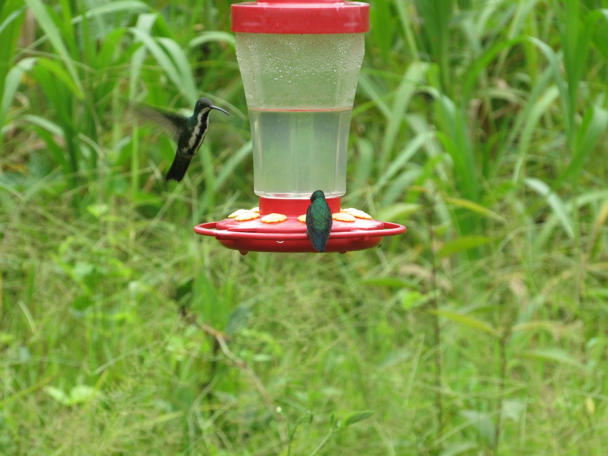 kolibřík tropický - ML156845881
