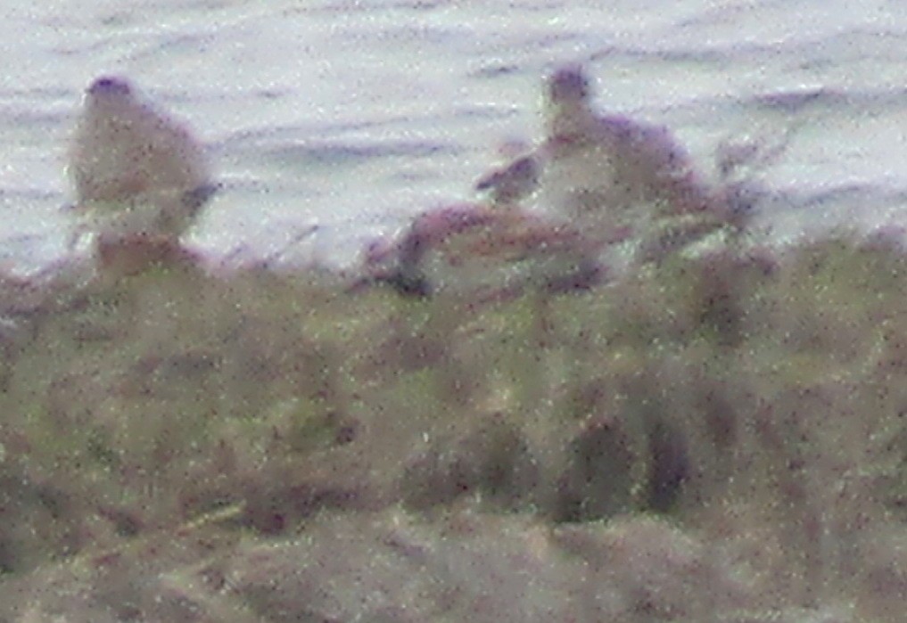 Ruddy Turnstone - ML156846041