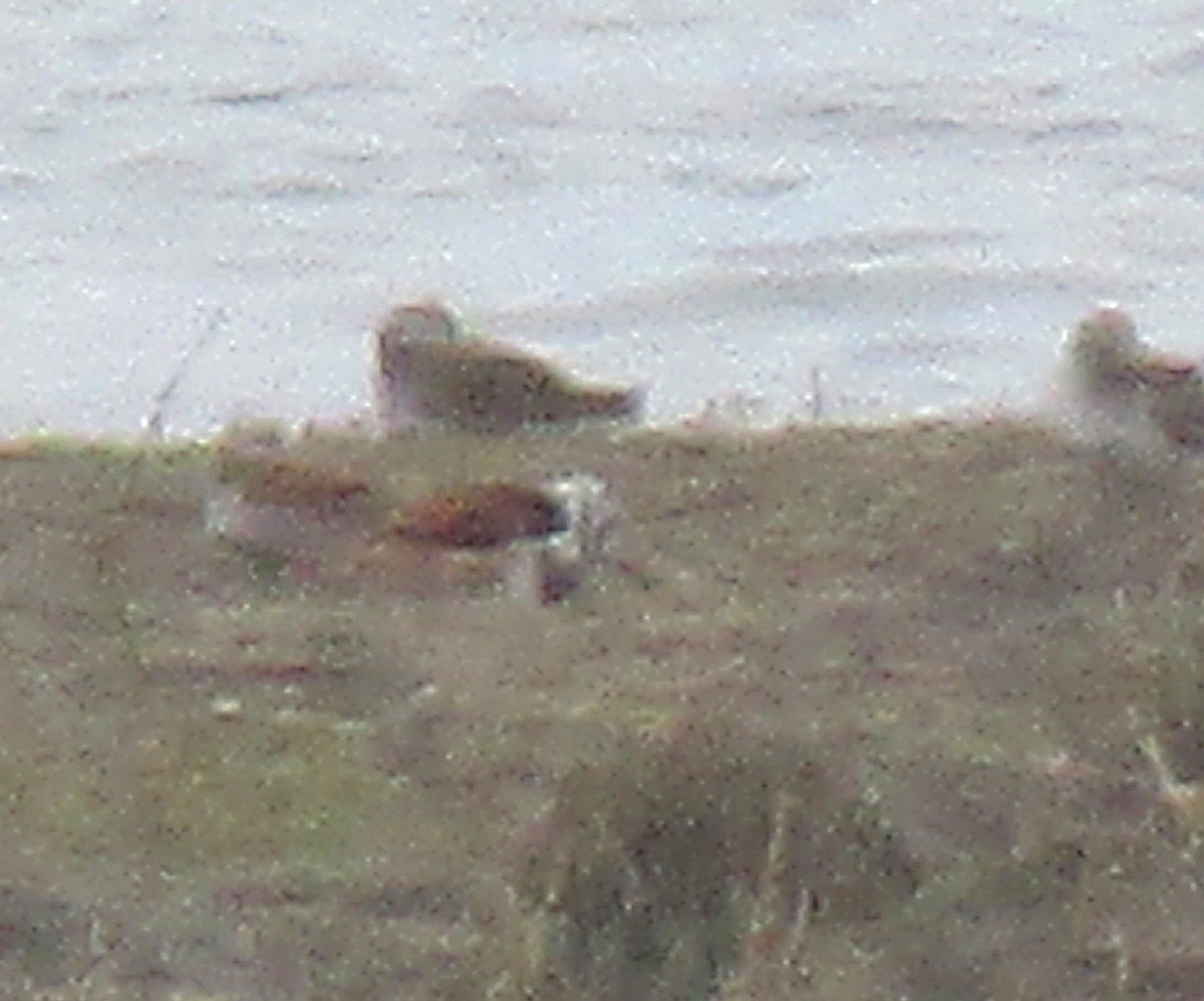 Ruddy Turnstone - ML156846051